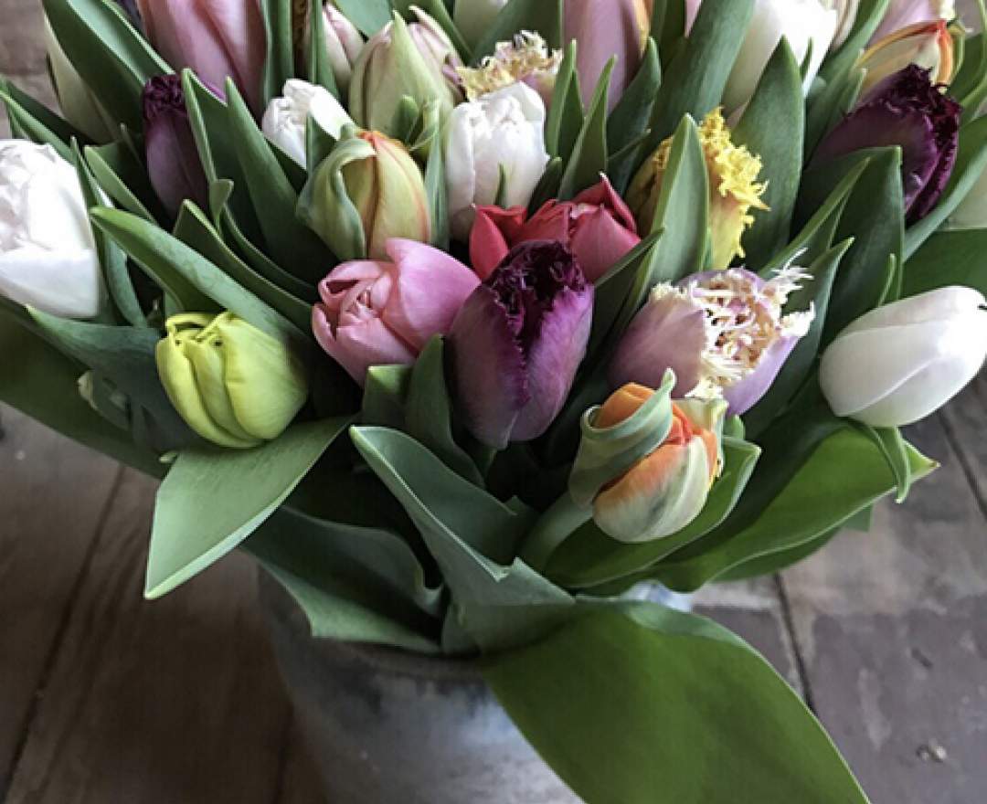 1st Tannendiele - 30 bunt gemischte Tulpen aus Kempen