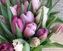 1st Tannendiele - 30 bunte Tulpen in „Mädchenfarben“ aus Dormagen Thumbnail