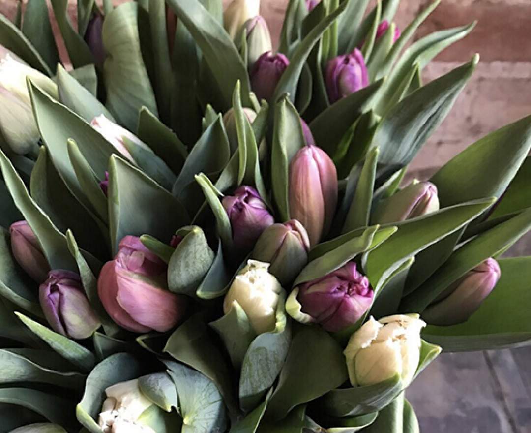 1st Tannendiele - 30 bunte Tulpen in „Mädchenfarben“ aus Dormagen