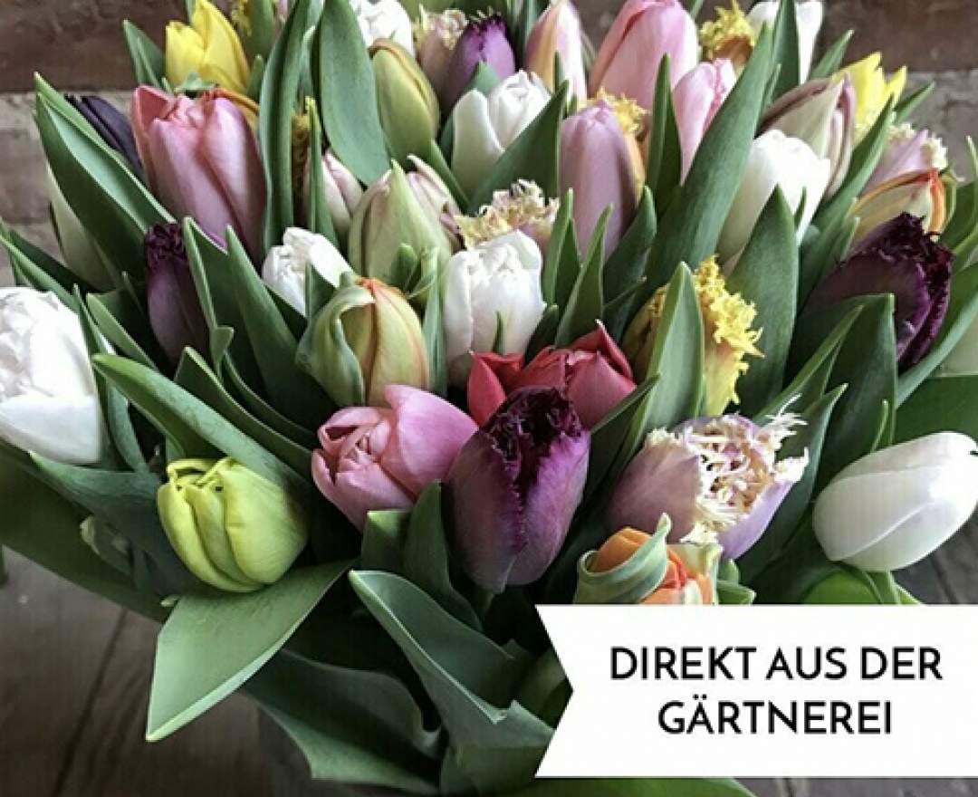 1st Tannendiele - 10 bunt gemischte Tulpen aus Kempen