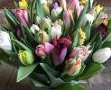 1st Tannendiele - 10 bunt gemischte Tulpen aus Kempen Thumbnail