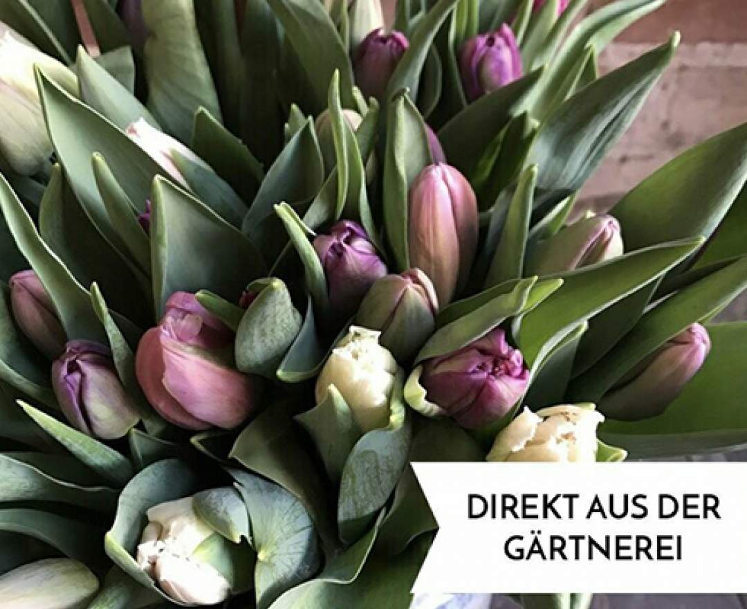 1st Tannendiele - 10 bunte Tulpen in „Mädchenfarben“ aus Dormagen