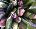 1st Tannendiele - 10 bunte Tulpen in „Mädchenfarben“ aus Dormagen Thumbnail