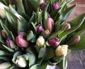 1st Tannendiele - 10 bunte Tulpen in „Mädchenfarben“ aus Dormagen Thumbnail