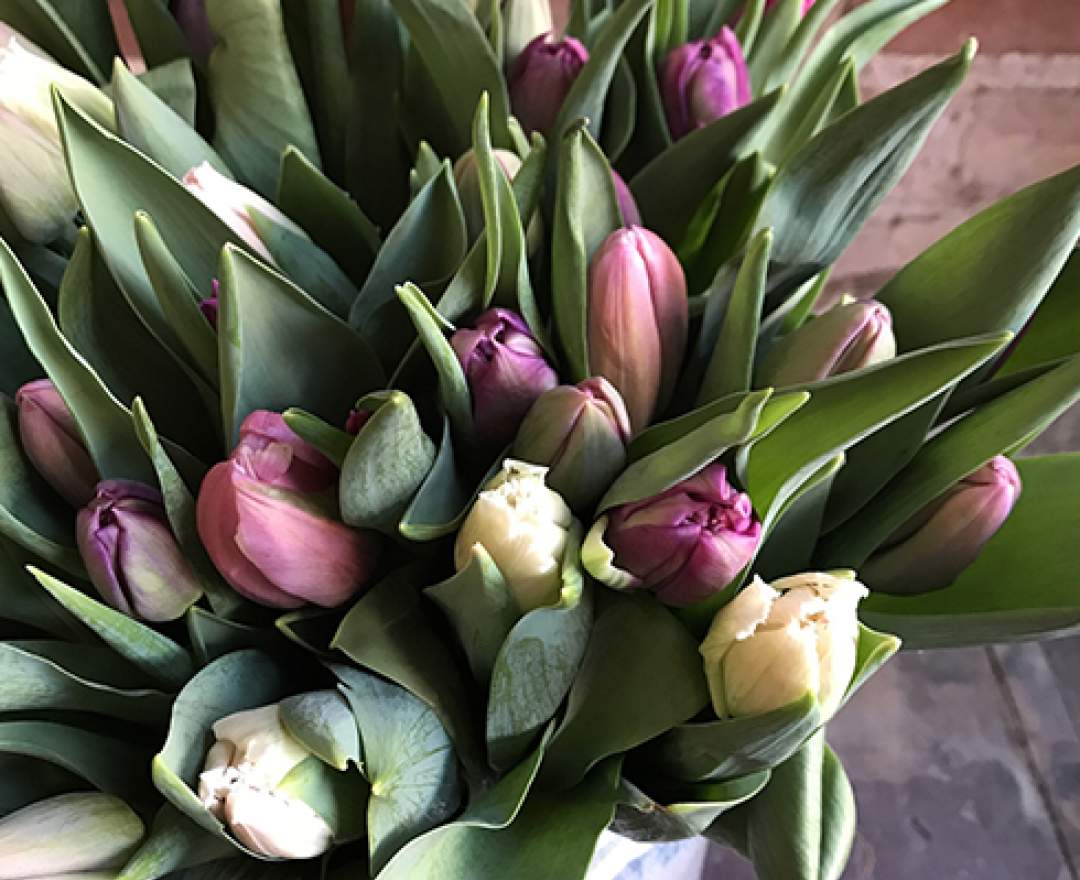 1st Tannendiele - 10 bunte Tulpen in „Mädchenfarben“ aus Dormagen