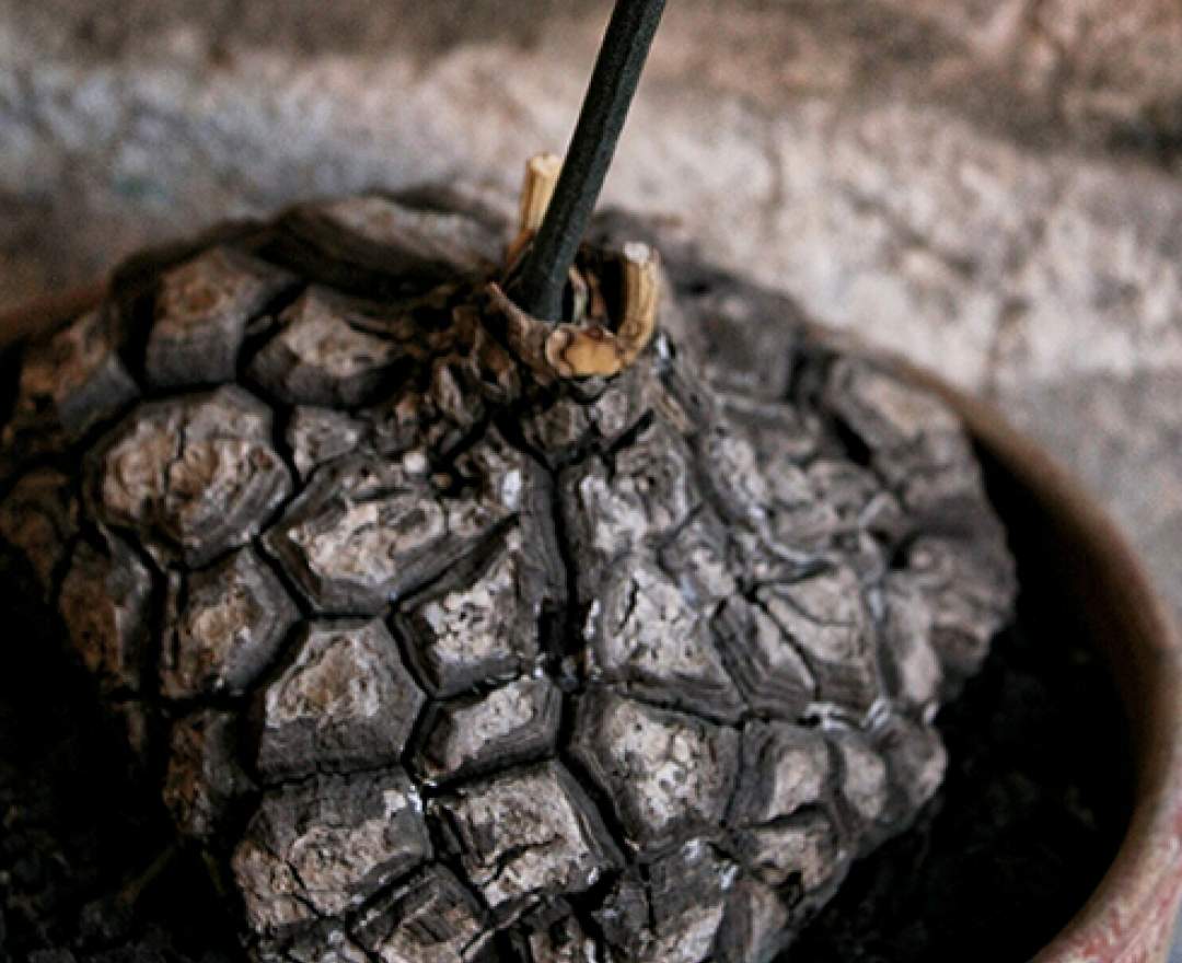 1st Tannendiele - Schildkrötenpflanze