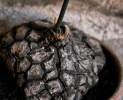 1st Tannendiele - Schildkrötenpflanze Thumbnail