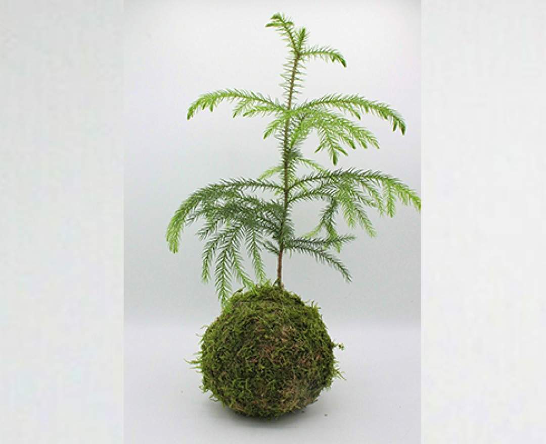 1st Tannendiele Zimmertanne Kokedama