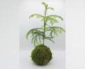 1st Tannendiele - Zimmertanne Kokedama Thumbnail