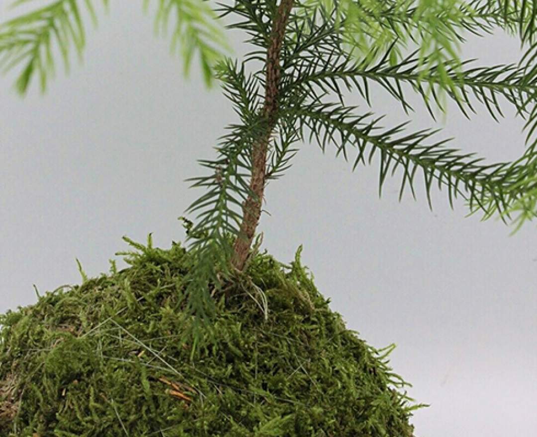 1st Tannendiele - Zimmertanne Kokedama