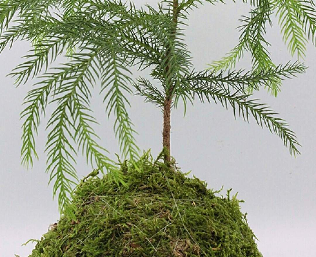 1st Tannendiele - Zimmertanne Kokedama