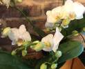 1st Tannendiele - Wild Orchidee Thumbnail