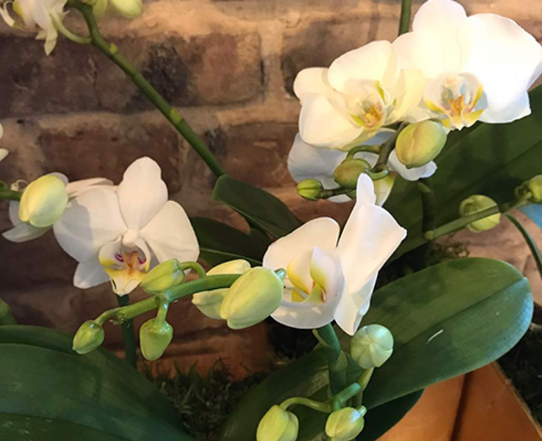 1st Tannendiele - Wild Orchidee