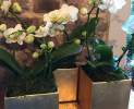 1st Tannendiele - Wild Orchidee Thumbnail