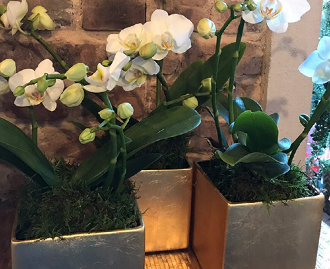 1st Tannendiele - Wild Orchidee
