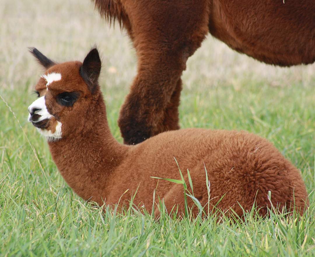 Molbach Alpacas - Alpaka Wanderung