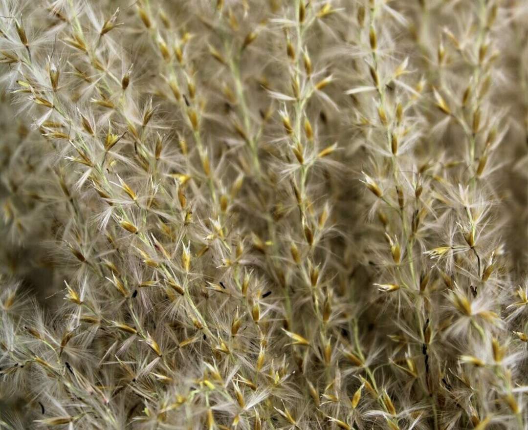 1st Tannendiele - Trockenblumen, Fluffy reed grass, natural