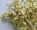 1st Tannendiele - Trockenblumen, Eukalyptusblüte, weiß gefärbt Thumbnail