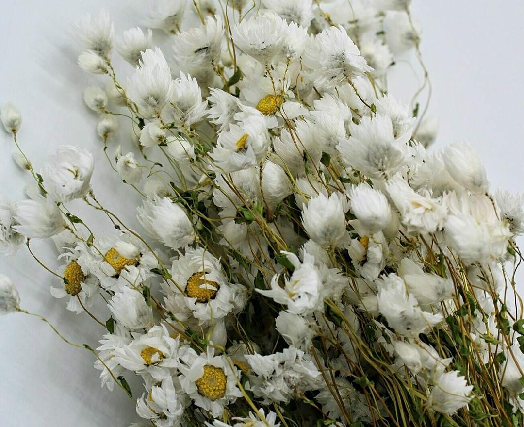 1st Tannendiele - Trockenblumen, Rhodante, natural white