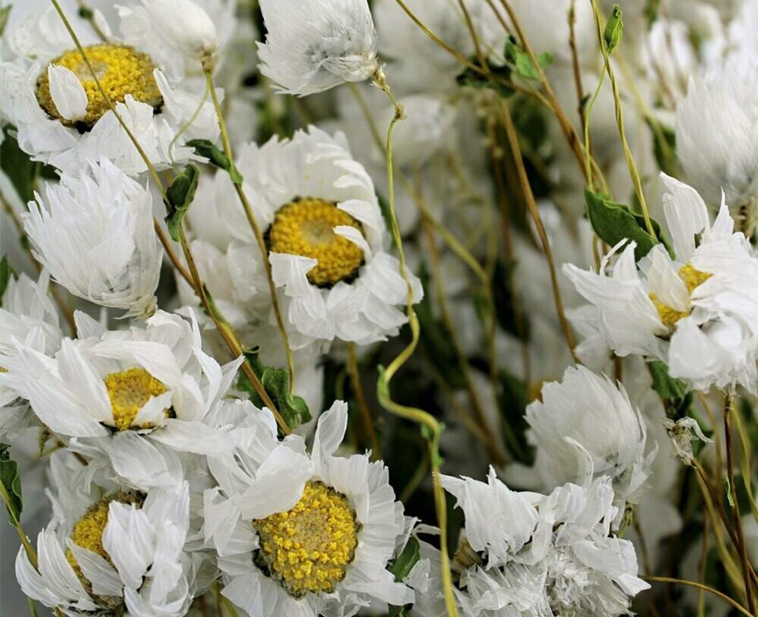 1st Tannendiele - Trockenblumen, Rhodante, natural white