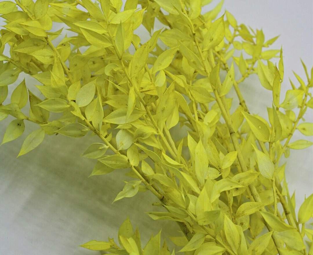1st Tannendiele Trockenblumen, Ruscus, gelb