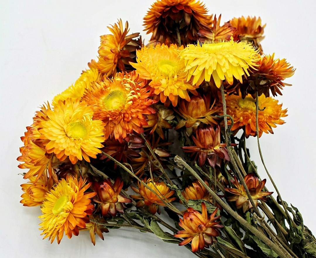 1st Tannendiele - Trockenblumen, Strohblumen, natural orange