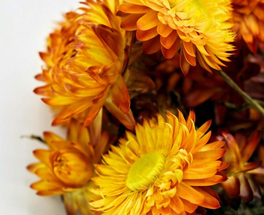 1st Tannendiele - Trockenblumen, Strohblumen, natural orange