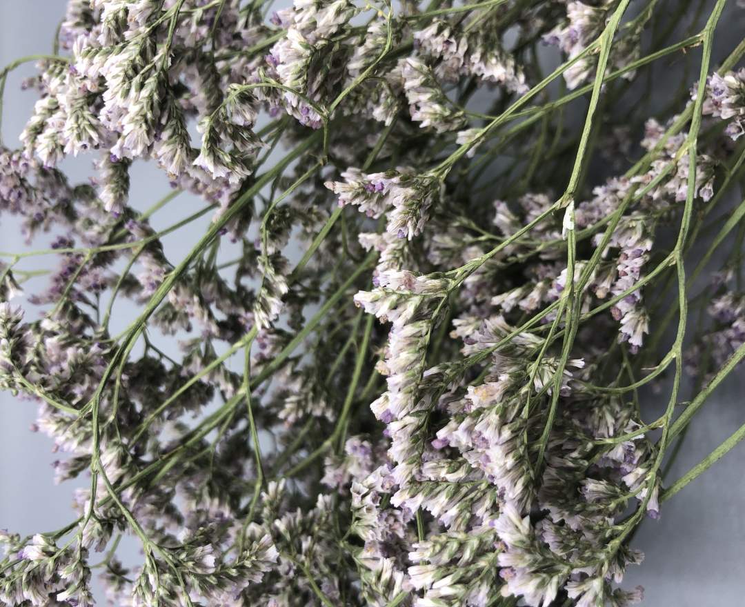 1st Tannendiele Trockenblumen, Limonium (flieder)