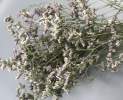 1st Tannendiele - Trockenblumen, Limonium (flieder) Thumbnail