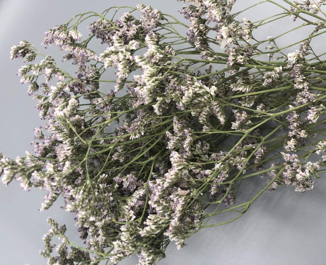 1st Tannendiele - Trockenblumen, Limonium (flieder)