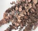 1st Tannendiele - Trockenblumen, Eukalyptus, rot Thumbnail