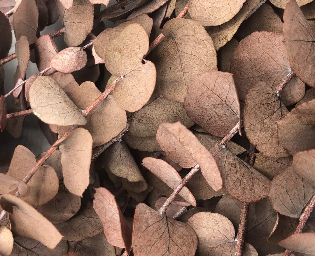 1st Tannendiele - Trockenblumen, Eukalyptus, rot