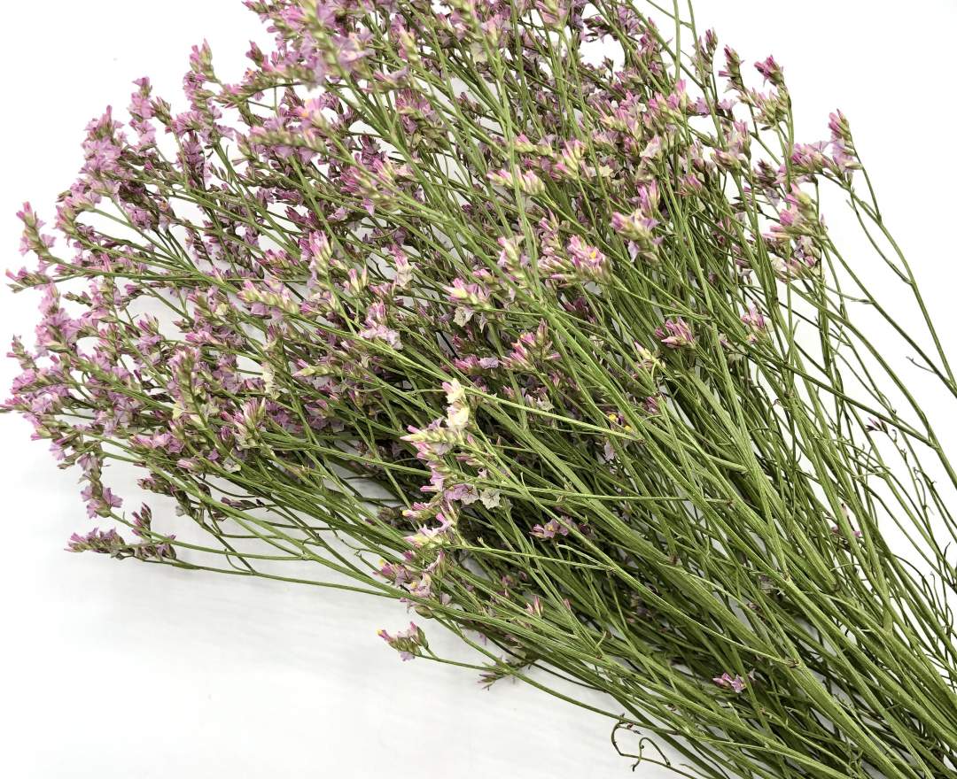 1st Tannendiele Trockenblumen, Limonium (pink)