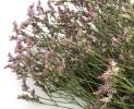 1st Tannendiele - Trockenblumen, Limonium (pink) Thumbnail