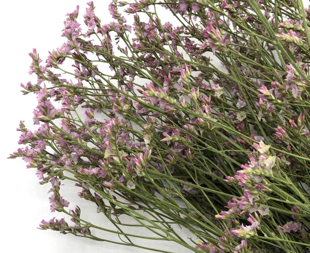 1st Tannendiele - Trockenblumen, Limonium (pink)