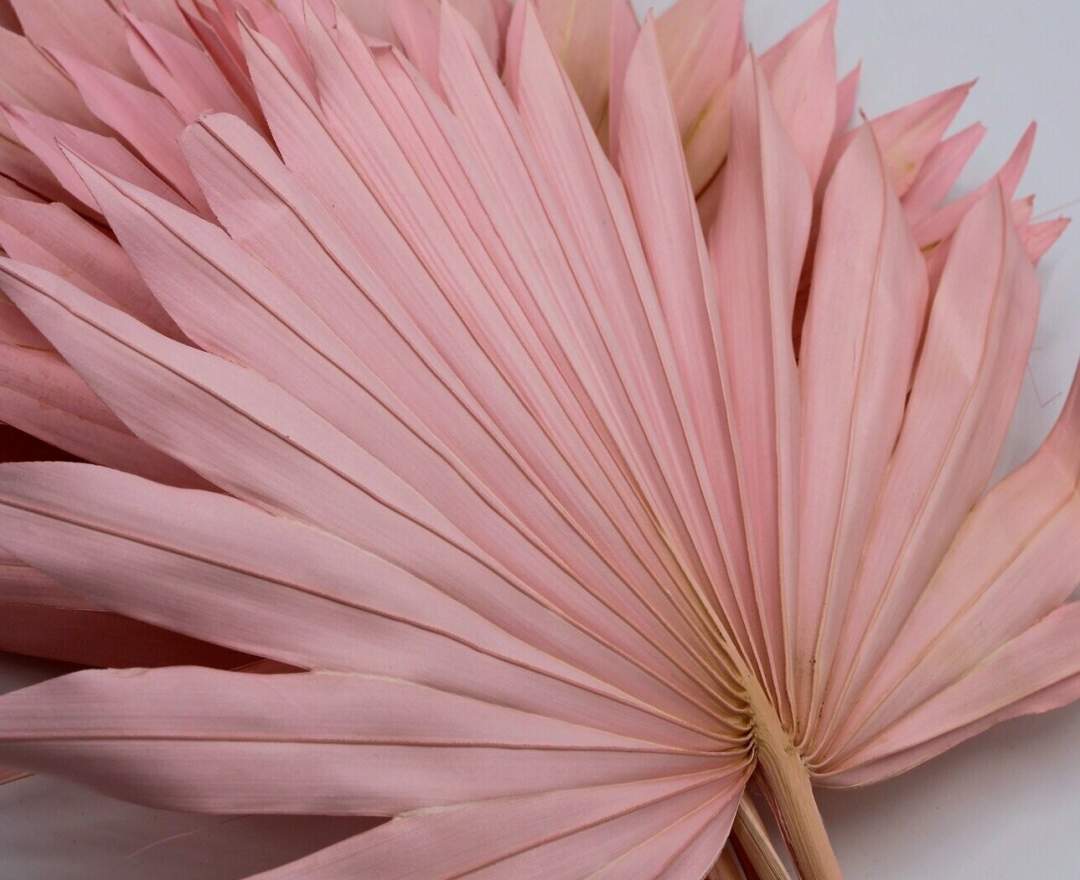 1st Tannendiele - Bundle Palme, light pink