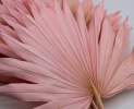 1st Tannendiele - Bundle Palme, light pink Thumbnail