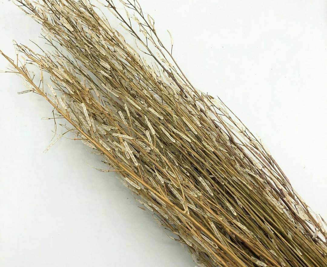 1st Tannendiele - Saras Grass