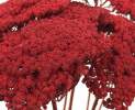 1st Tannendiele - Achillea (Schafgarbe), rot Thumbnail