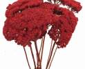 1st Tannendiele - Achillea (Schafgarbe), rot Thumbnail