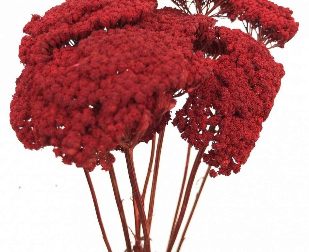 1st Tannendiele Achillea (Schafgarbe), rot