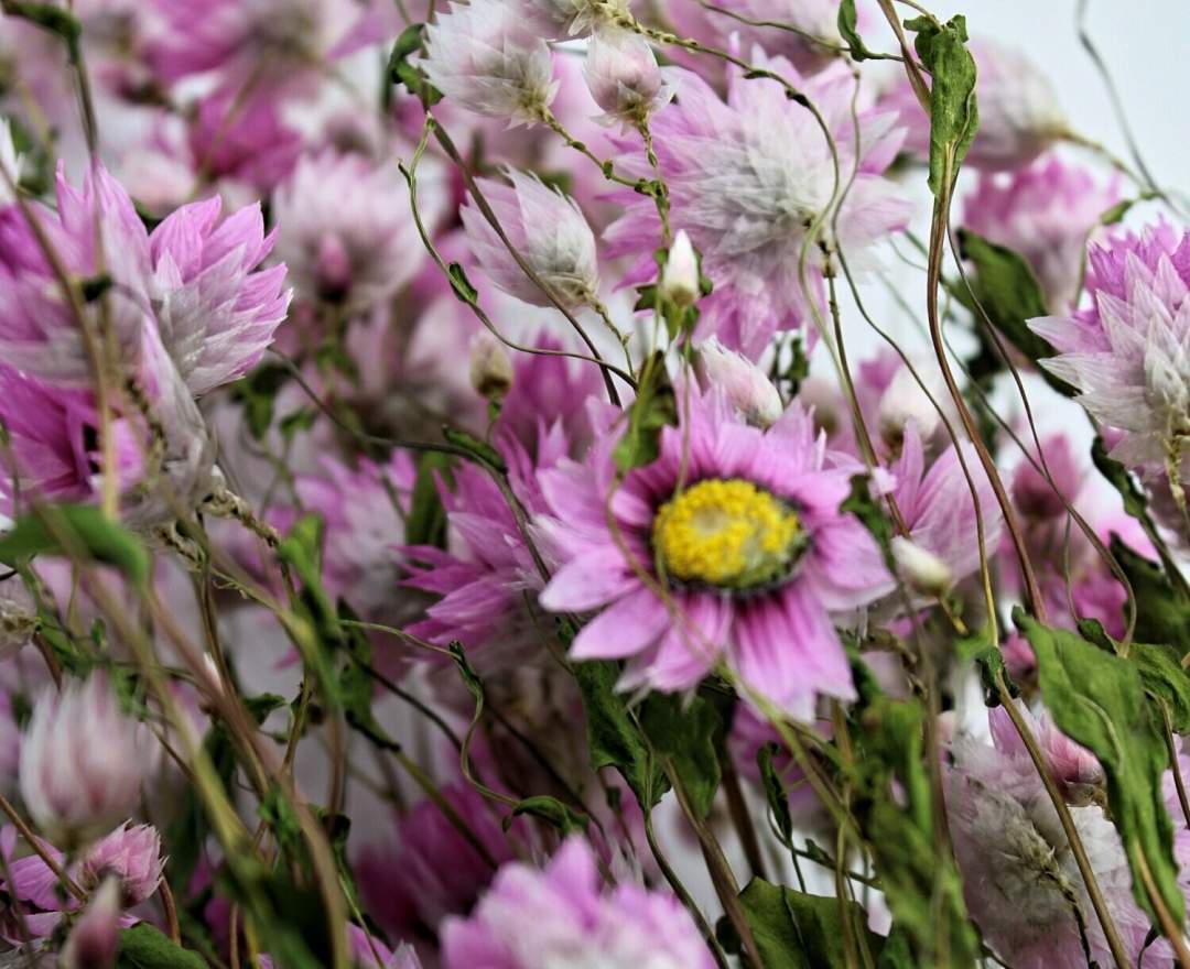 1st Tannendiele - Trockenblumen, Rhodante, natural pink