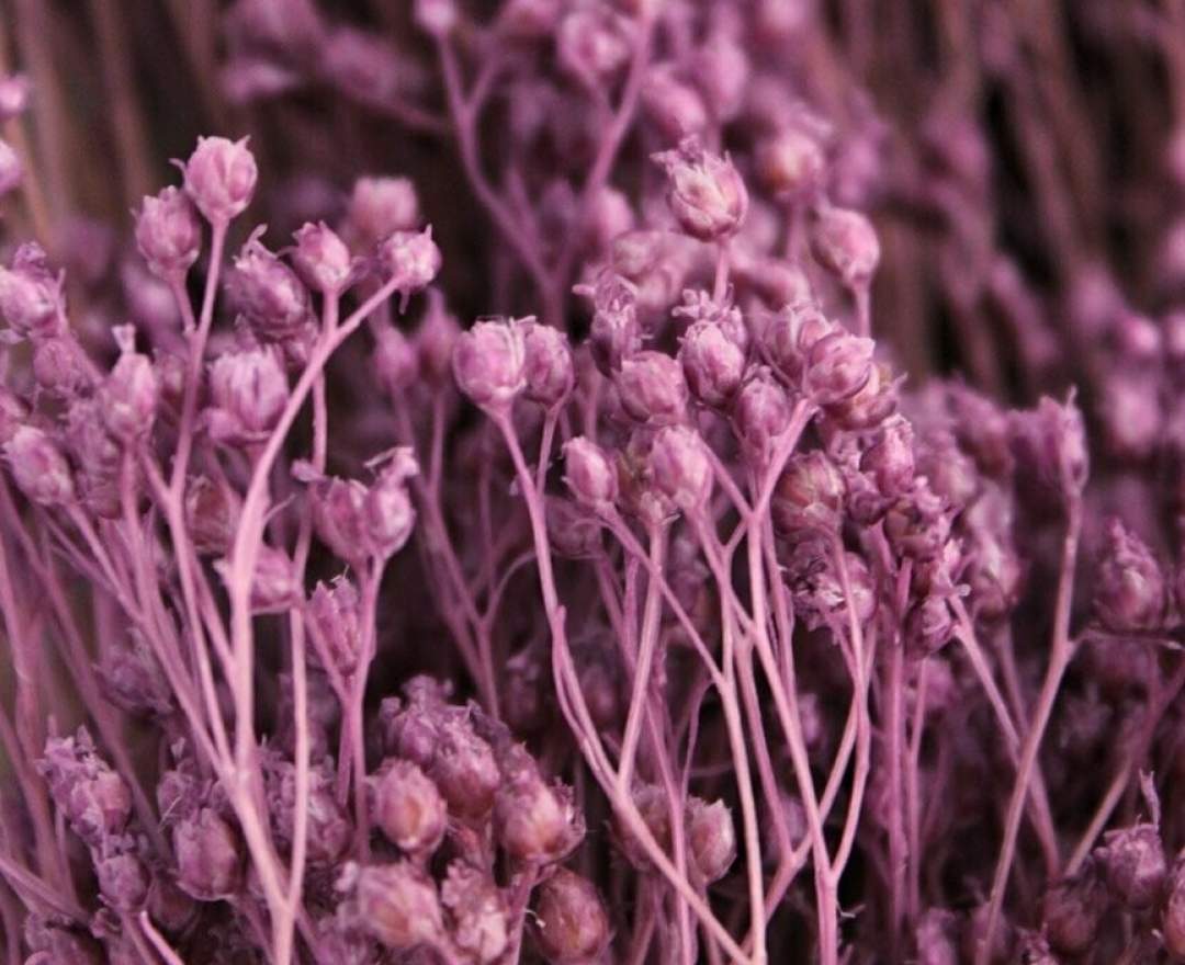 1st Tannendiele - Trockenblumen, Broom Bloom, violet