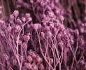 1st Tannendiele - Trockenblumen, Broom Bloom, violet Thumbnail