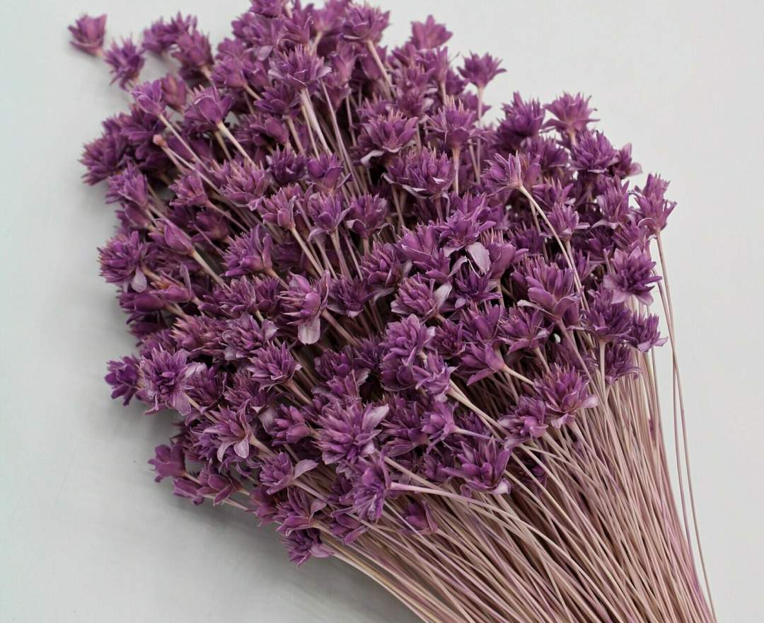 1st Tannendiele Trockenblumen, Hill Flower, violet