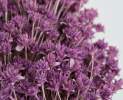 1st Tannendiele - Trockenblumen, Hill Flower, violet Thumbnail
