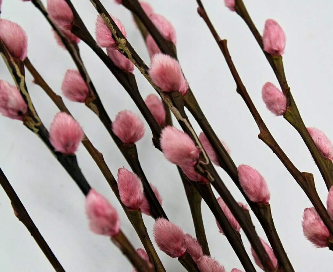 1st Tannendiele - Kätzchen, rosa