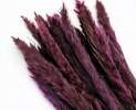 1st Tannendiele - Trockenblumen, Mini Pampasgras, violet Thumbnail