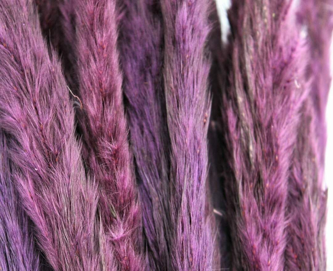 1st Tannendiele - Trockenblumen, Mini Pampasgras, violet