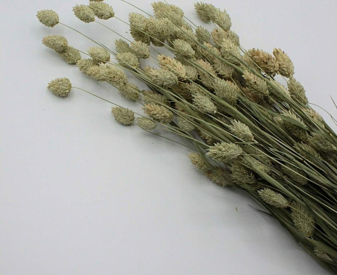 1st Tannendiele - Trockenblumen, Phalaris, natur